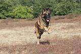 MALINOIS 037